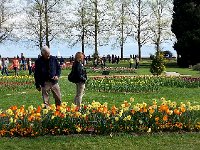 Morges Tulips April 19